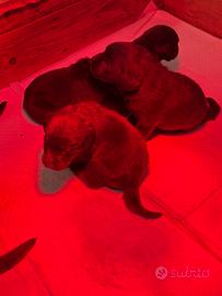 Cuccioli di Labrador chocolate