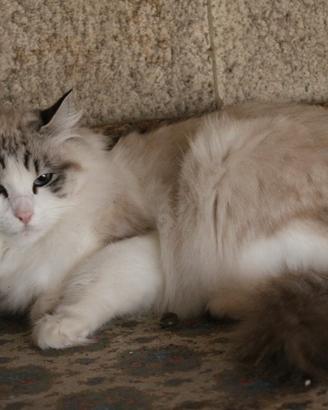 Ragdoll femmina adulta