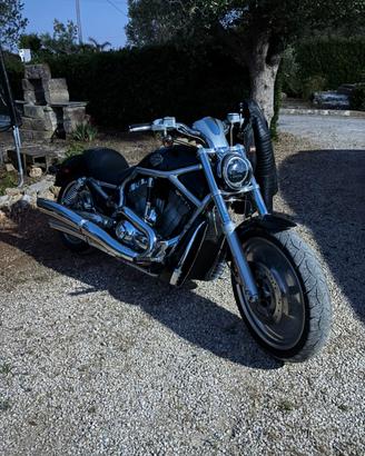 Harley davidson v rod