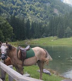 Cavalla gravidaincrocio haflinger-arabo