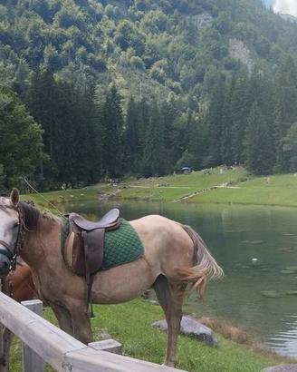 Cavalla gravidaincrocio haflinger-arabo