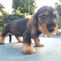 Cuccioli bassotto con pedigree ENCI