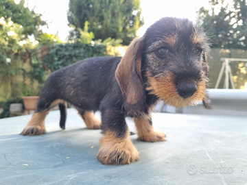 Cuccioli bassotto con pedigree ENCI