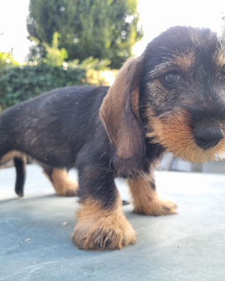 Cuccioli bassotto con pedigree ENCI