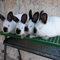 Conigli Californiani