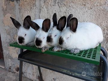 Conigli Californiani