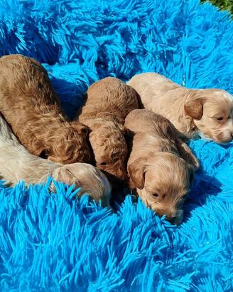 Maltipoo