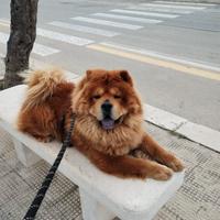 Chow Chow maschio per monta