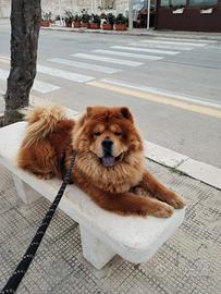 Chow Chow maschio per monta