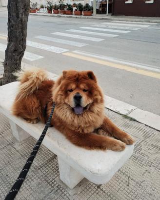 Chow Chow maschio per monta