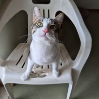 Simpatico gattino dagli occhi verdi