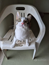 Simpatico gattino dagli occhi verdi