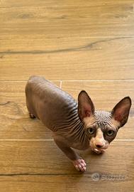 Cuccioli di Sphynx