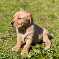 Cuccioli di Labrador