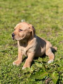 Cuccioli di Labrador