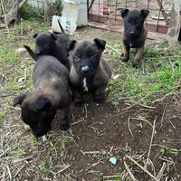 Cuccioli Pastore Belga Malinois