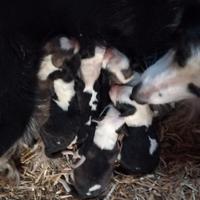 Cuccioli border malin