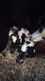 Cuccioli border malin