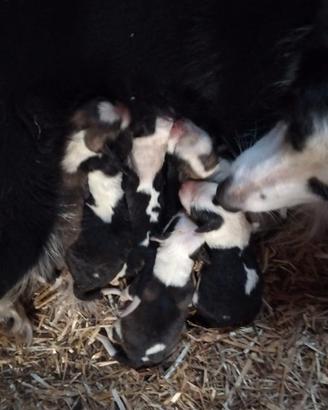 Cuccioli border malin