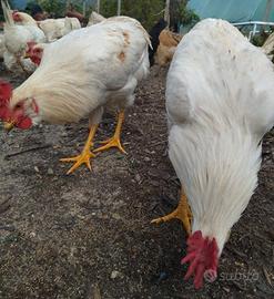 Galli allevati a terra