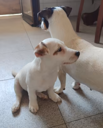 Ultimo cucciolo di Jack Russell disponibile