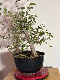 Prebonsai Olmo Cinese (Ulmus parvifolia)