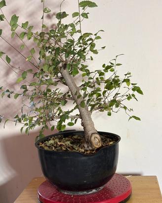 Prebonsai Olmo Cinese (Ulmus parvifolia)