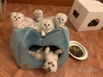 Gattini British, gattini Scottish