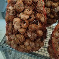 lumache gastronomia elicicoltura 