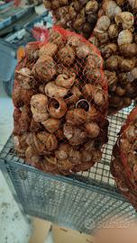 lumache gastronomia elicicoltura 