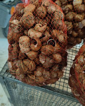 lumache gastronomia elicicoltura 