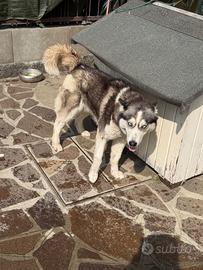 Cane husky