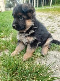 Cucciola pastore tedesco