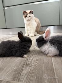 Conigli nani minilop minitoy