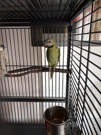 Pappagallo dei mustacchi