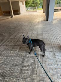 Bulldog francese blue
