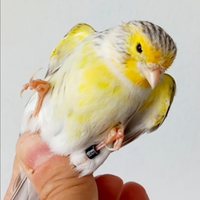 Agata topazio mosaico giallo