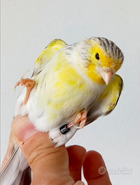 Agata topazio mosaico giallo