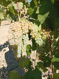 Uva da vino