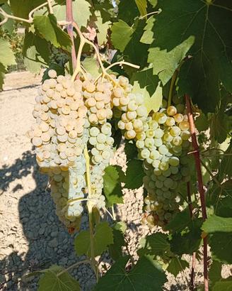 Uva da vino