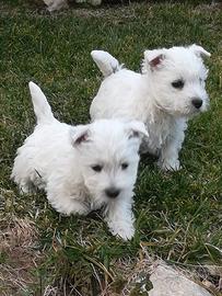 Cuccioli di west highland white terrier