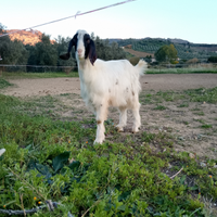 Becco