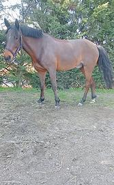 Pony
