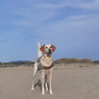 Cane per accoppiamento