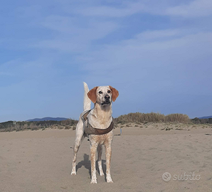 Cane per accoppiamento