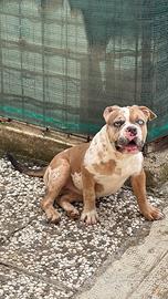 American bully