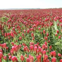 Seme Trifoglio INCARNATO e RESUPINATO