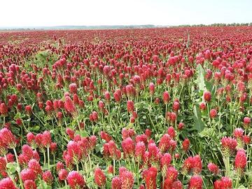 Seme Trifoglio INCARNATO e RESUPINATO