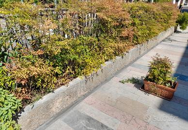 Piante da siepe Nandina
