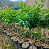 piante di arancio newhall 